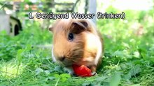 Tipps bei Hitze für Meerschweinchen