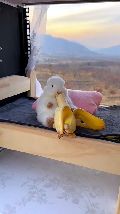 Chicken & Rabbit: An Unlikely Duo