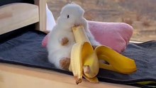 Chicken & Rabbit: An Unlikely Duo