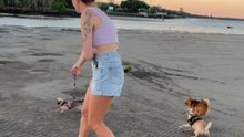 Tiny Dynamo: Chihuahua's Thrilling Day at the Beach