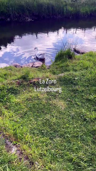 La Zorn à Lutzelbourg  #nature #paix #relaxant #ruisseau.mp4