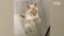 Funniest Dogs & Cats of 2026 So Far 🐶🐱  Hilarious Pet Compilation