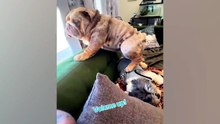 These Pets Broke the Internet in 2026! 🤣 Funniest Animal Videos Ever