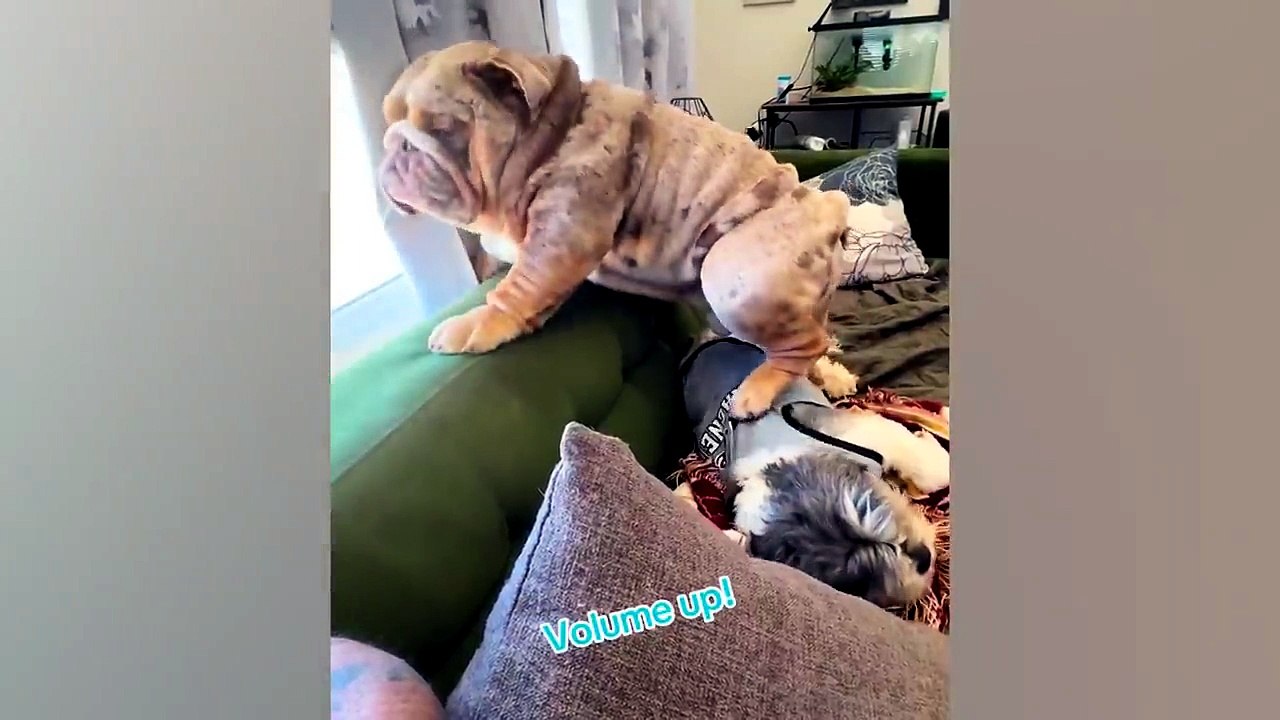 These Pets Broke the Internet in 2026! 🤣 Funniest Animal Videos Ever