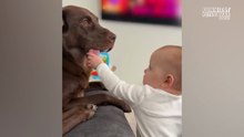 Try NOT To Laugh! Funniest Pets of 2026 🤣 Crazy Dogs & Cats Compilation