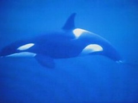 Orcas {Basshunter ~ All i ever wanted} (+song of orcas)