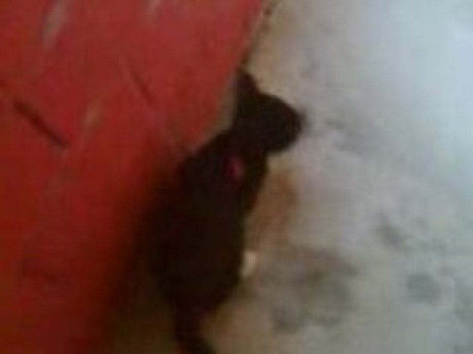 Centrepede hunter cat
