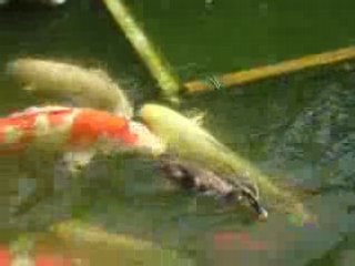 Glumbert - Baby duck feeds fish