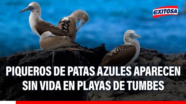 Piqueros de patas azules aparecen sin vida en playas de Tumbes
