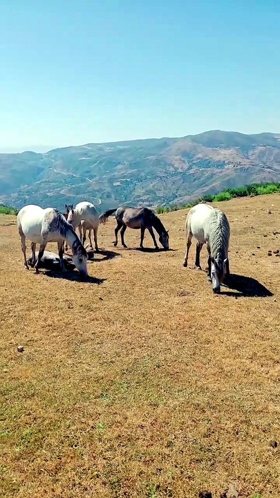 الخيول البرية أولاد عسكر جيجل الجزائر