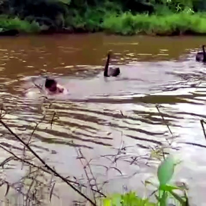 When Black Swans Choose Violence