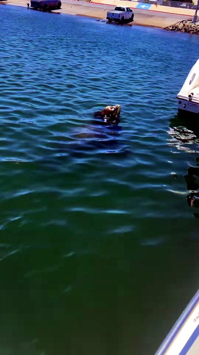 Quand l’otarie vole la prise d’un pêcheur à Shelter Island