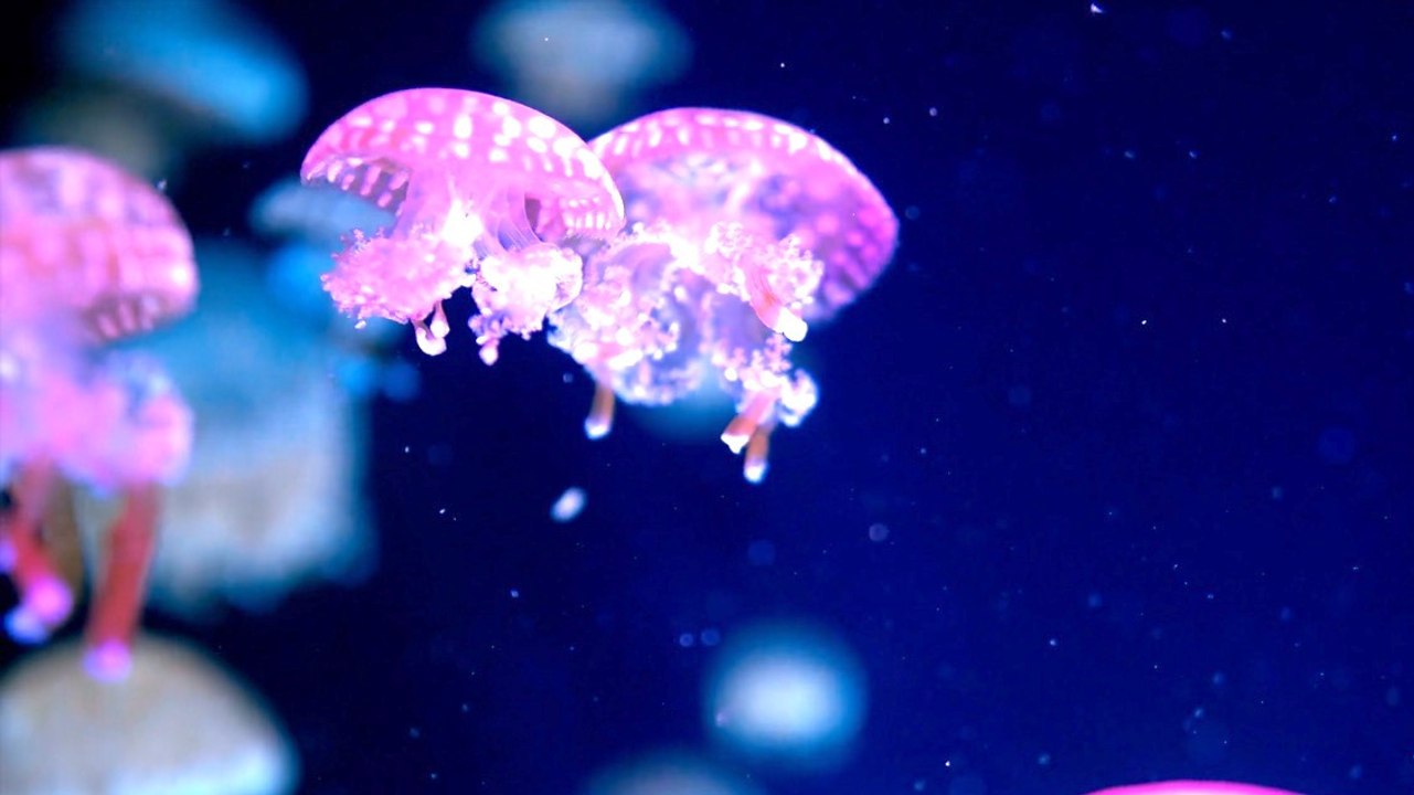 A closer look at ancient jellyfish: smarter than we thought