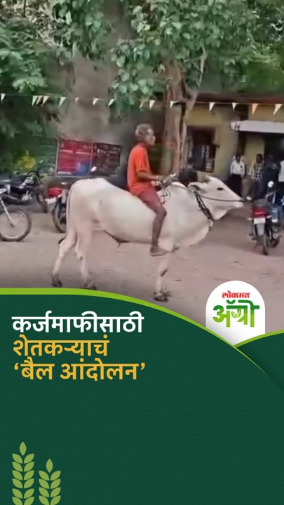 कर्जमाफीच्या मागणीसाठी शेतकऱ्याचे थेट तहसील कार्यालयात 'बैल आंदोलन' | Farmer Karj Mafi Protest