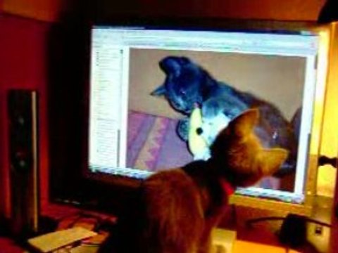 Chat qui attaque une souris ou plutôt le curseur