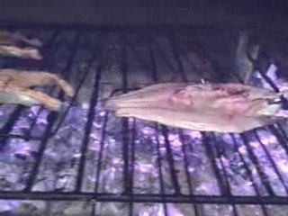 Portuguese fish grilled in La Ciagle restaurant Algarve