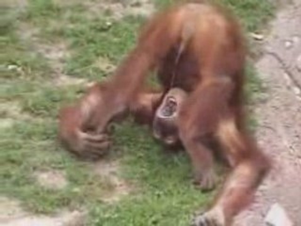 Le Singe zer