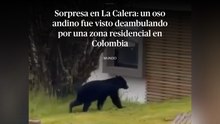 Sorpresa en La Calera: un oso andino fue visto deambulando por una zona residencial en Colombia