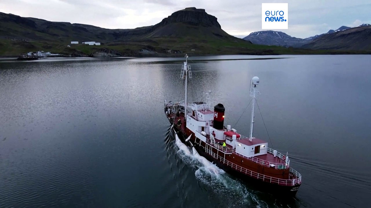 Iceland kills first whales since 2023, resuming whaling