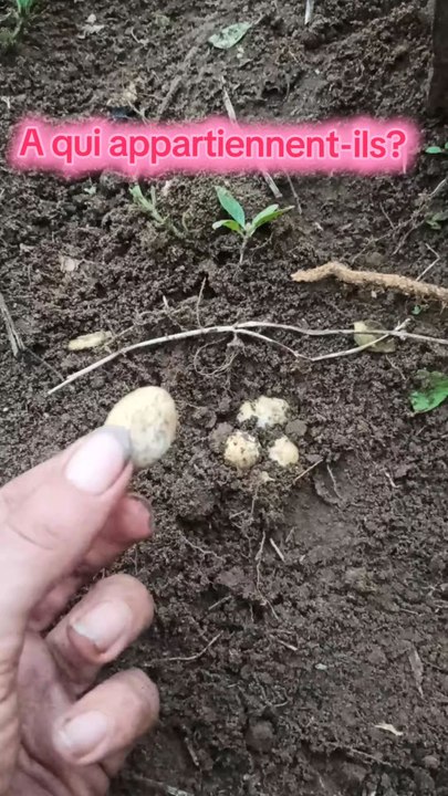 Oeufs en terre