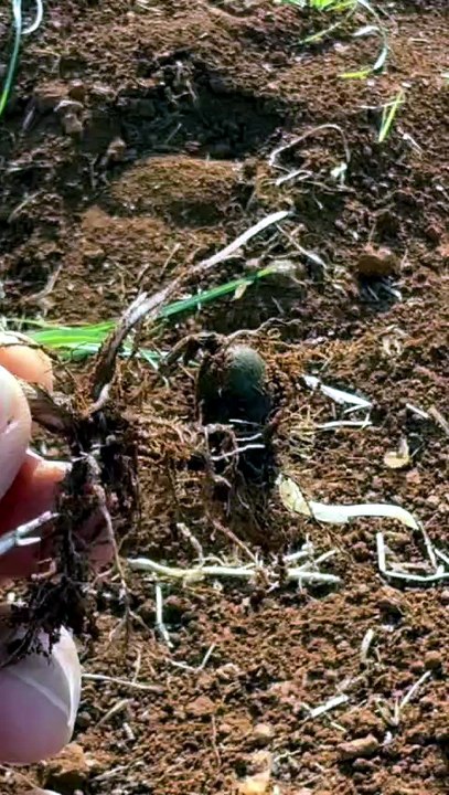 How to get rid of buckthorn weed?