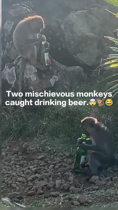 Funny mokey😂🐒