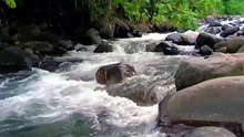1 Hour of Relaxation For You - Nature and Relaxing Music - Relaxing River Sounds - Peaceful Forest River