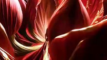 The Crimson Dahlia Awakens | A Journey Into Divine Beauty (4K Cinematic AI Art)