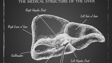 Liver: Function, Failure & Disease