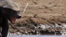 Sobrevivência na Savana: Texugo-do-Mel Desafia o Crocodilo