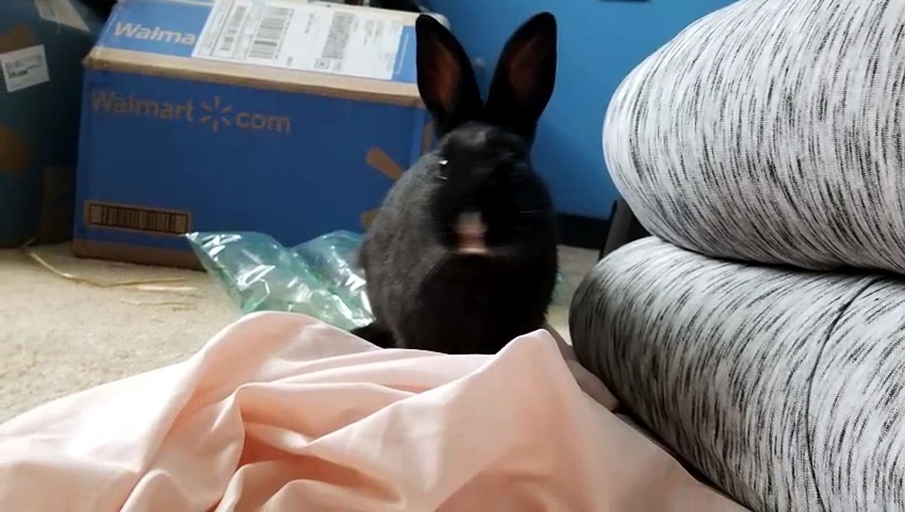 The void floof investigates a fallen giant. | #SparklegleamFarm #Bunny #farm #rabbit #farmanimals #cute