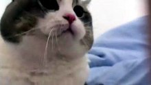 #funny_pets_animals_funny