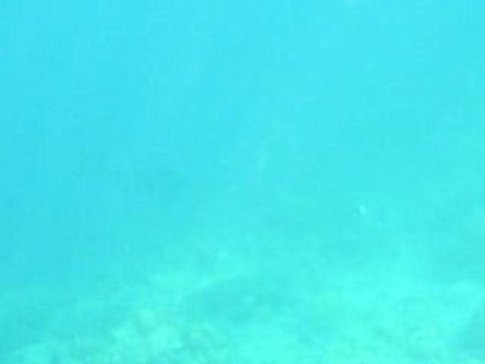 Mon premier requin aux Maldives