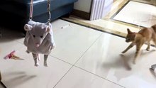 #funny_pets_animals_funny