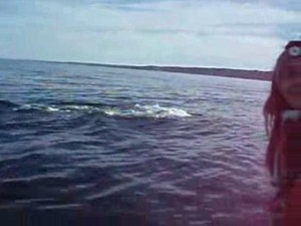 Baleine franche a la peninsula valdes / patagonie