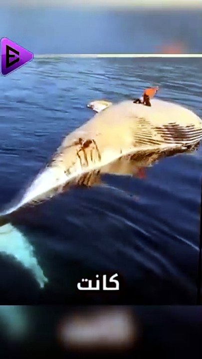البلاديوم | ما سر جثة الحوت !! 🤔😱 #elpladum #facts #معلومات #اكسبلور #ترند #قصص #shark #شورت #محتوى