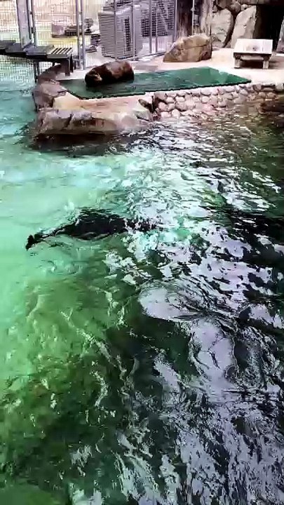 California Sea Lions Diving Except for One Female