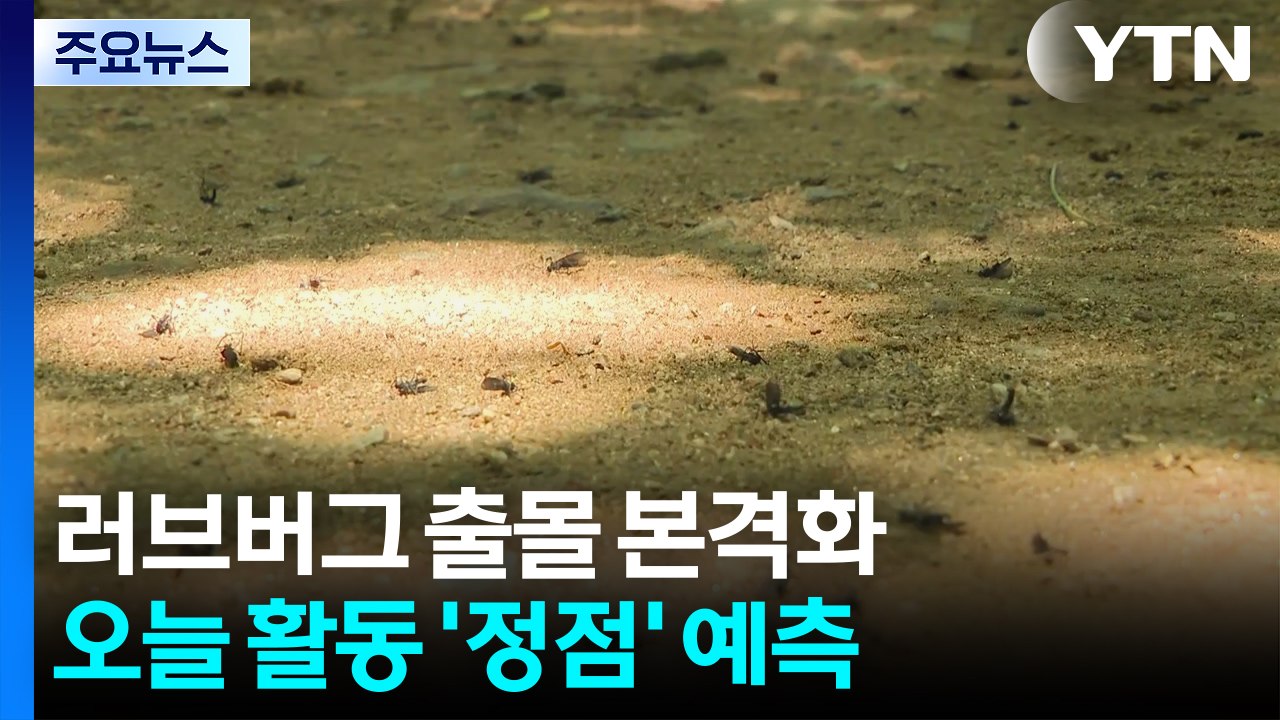 출몰 빨라진 러브버그 오늘 '정점'...지자체 방역 현장은? / YTN