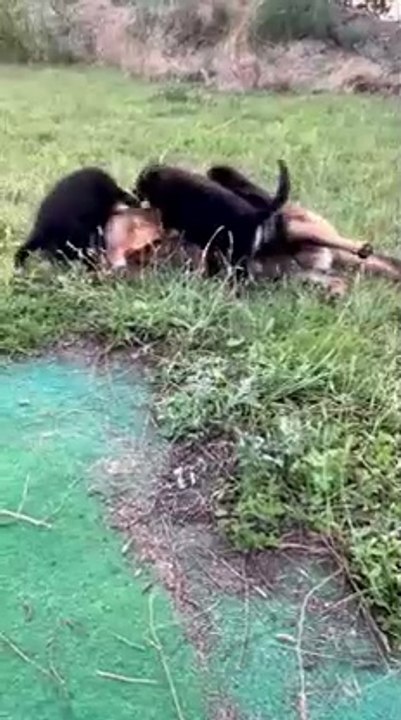 💕💕💕💕💕💕German Shepherdfuny humor s🤣🤣🤣German Shepherd lovers😘😘😘German Shepherddogs funny videos on daily Motion plz like subscrib f