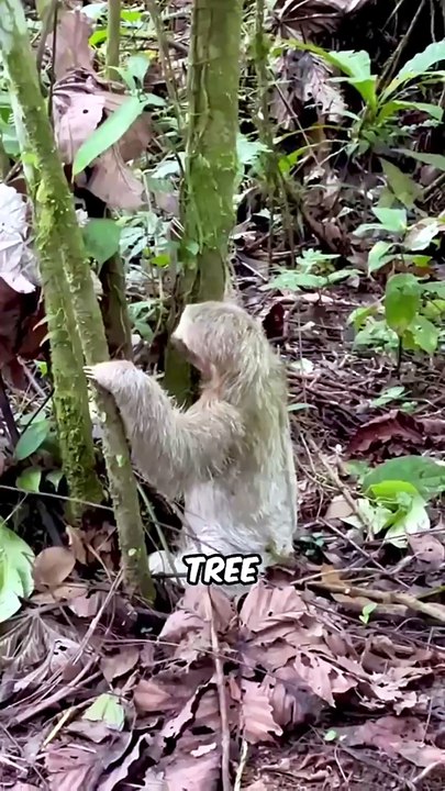 Scientists Can't Explain These Crazy Animal Behaviors! 🐾😱