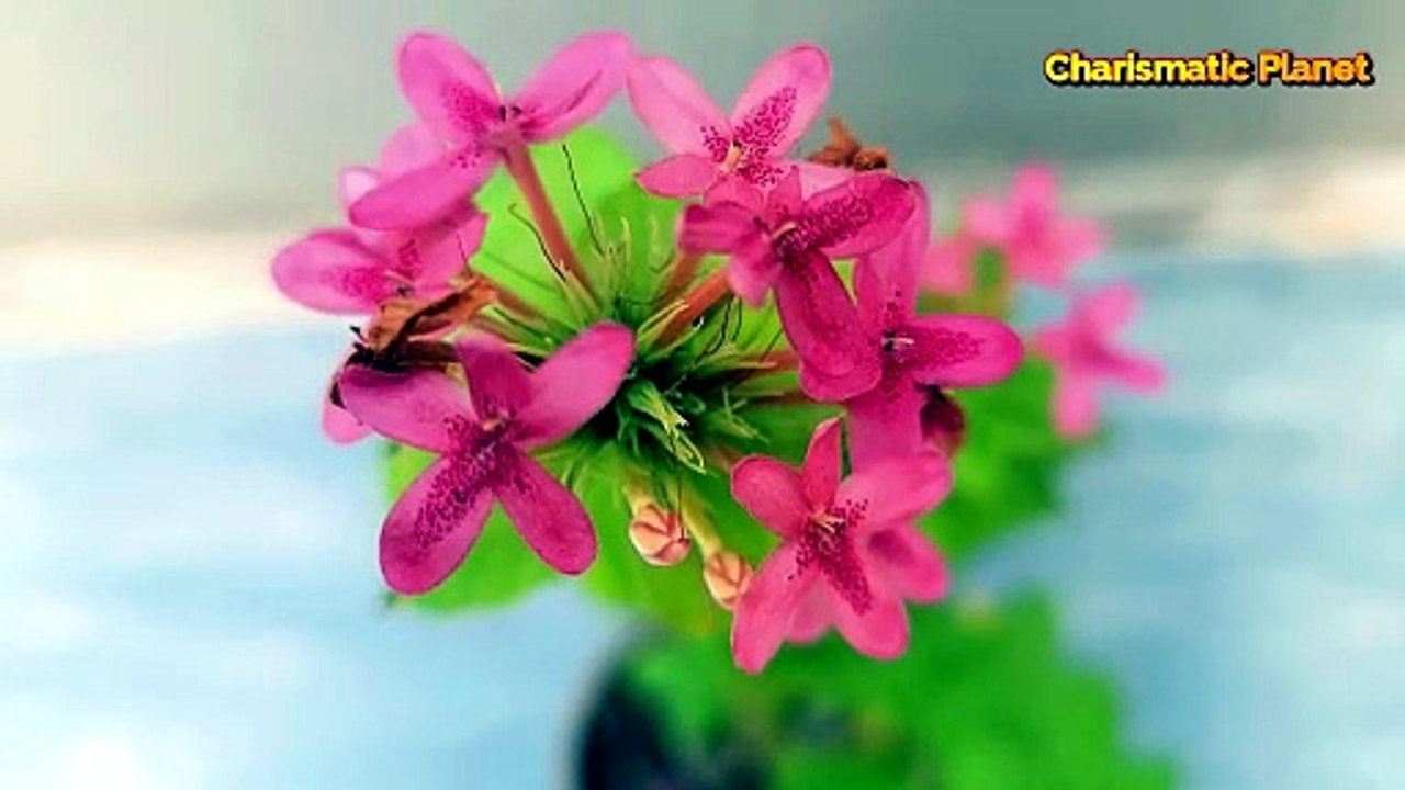 The Secrets of Ruspolia seticalyx: A Rare Tropical Wonder 🌸