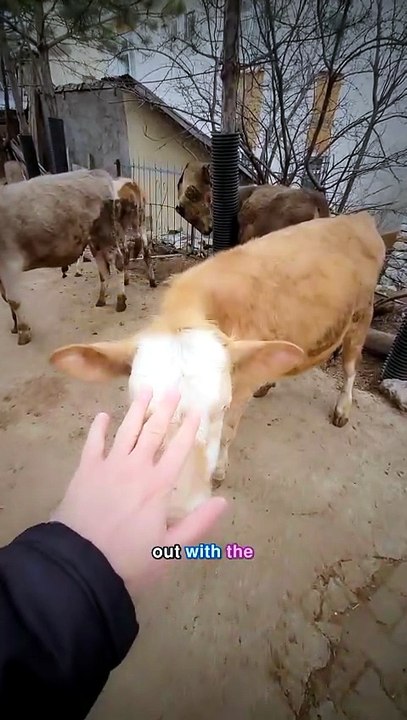 Ever notice how cows always hang out with the same pals?