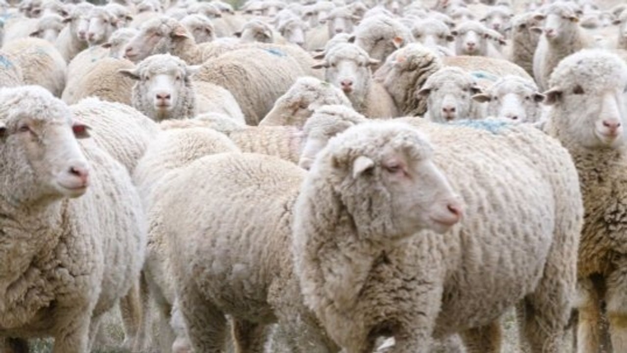 Animals Could Predict Earthquakes: Motion-Senso...