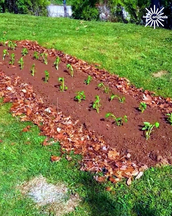 DIY your own greenhouse and garden bed!