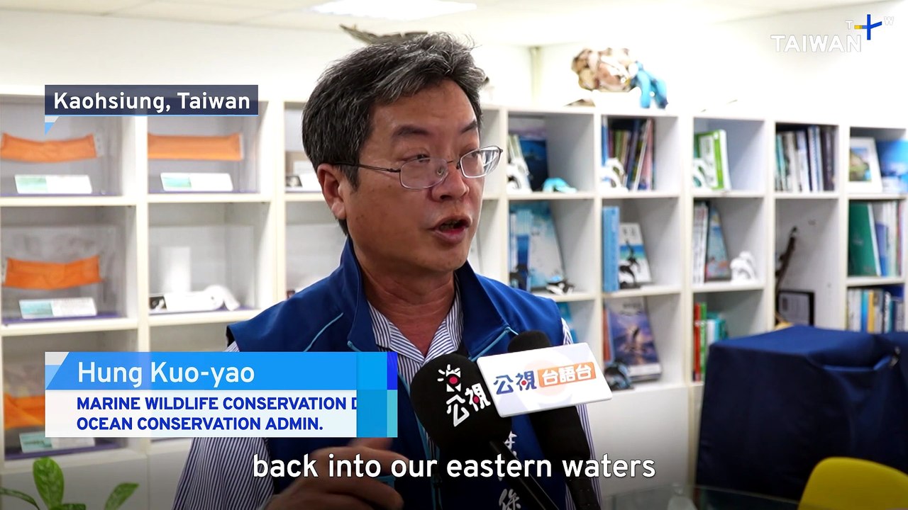 Critically Endangered Singapore-Born Shark Ray Released off Taiwan