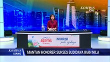 Tinggalkan Pekerjaan Honorer, Arman Panen 8.000 Ekor Ikan Nila dari Usaha Budi Daya | KOMPAS SIANG