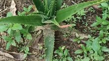 Bienfaits de l'aloé véra
