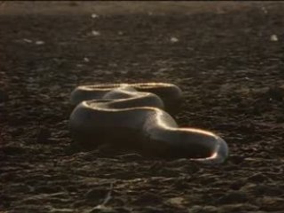 NATIONAL GEOGRAPHIC Anacondas Les Geants Du Venezuela.2
