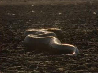 NATIONAL GEOGRAPHIC Anacondas Les Geants Du Venezuela.2