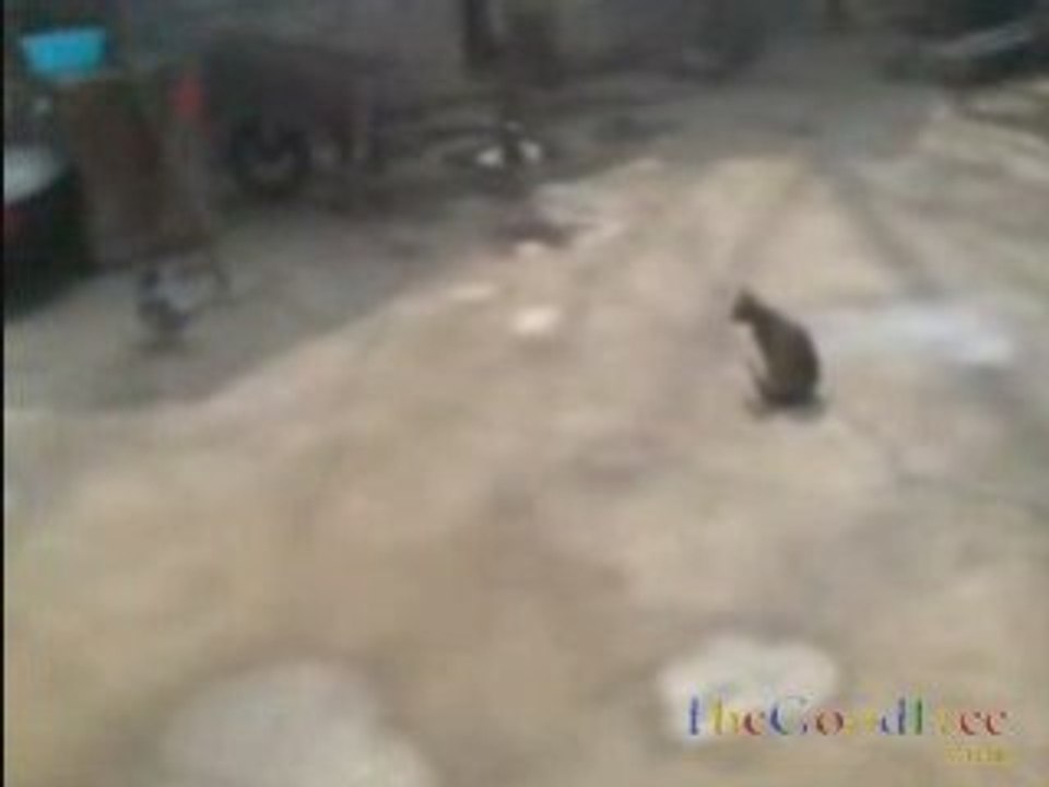 Chat VS pigeon